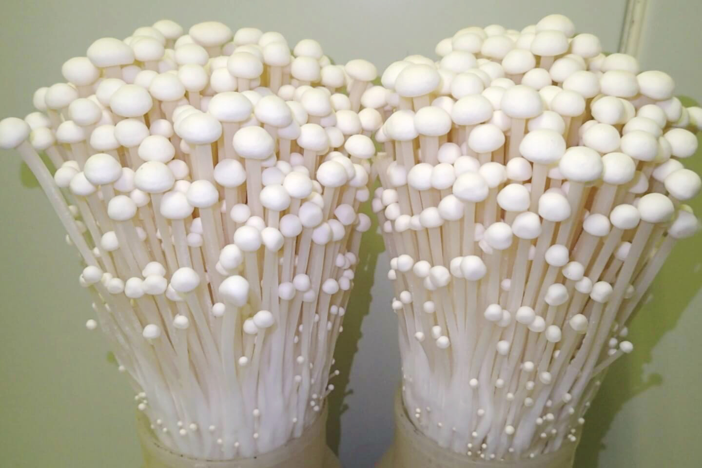 育成品種：エノキタケ「TR19」のご紹介｜農工研ジャーナル｜一般社団