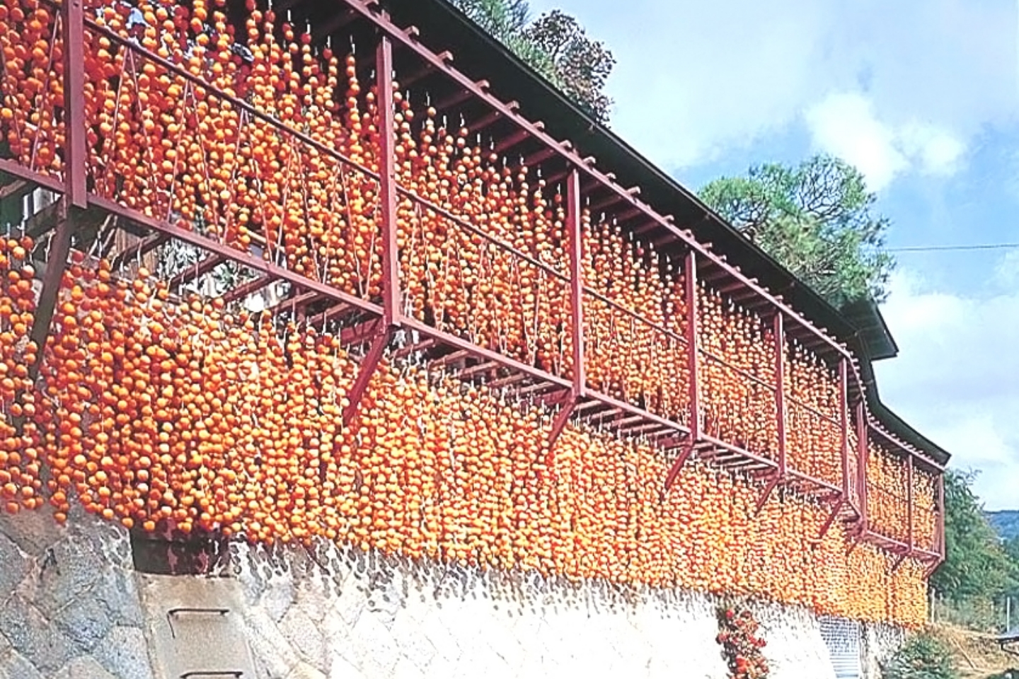 乾燥食品の歴史と長野県伝統の市田柿｜研究開発ブログ｜一般社団法人